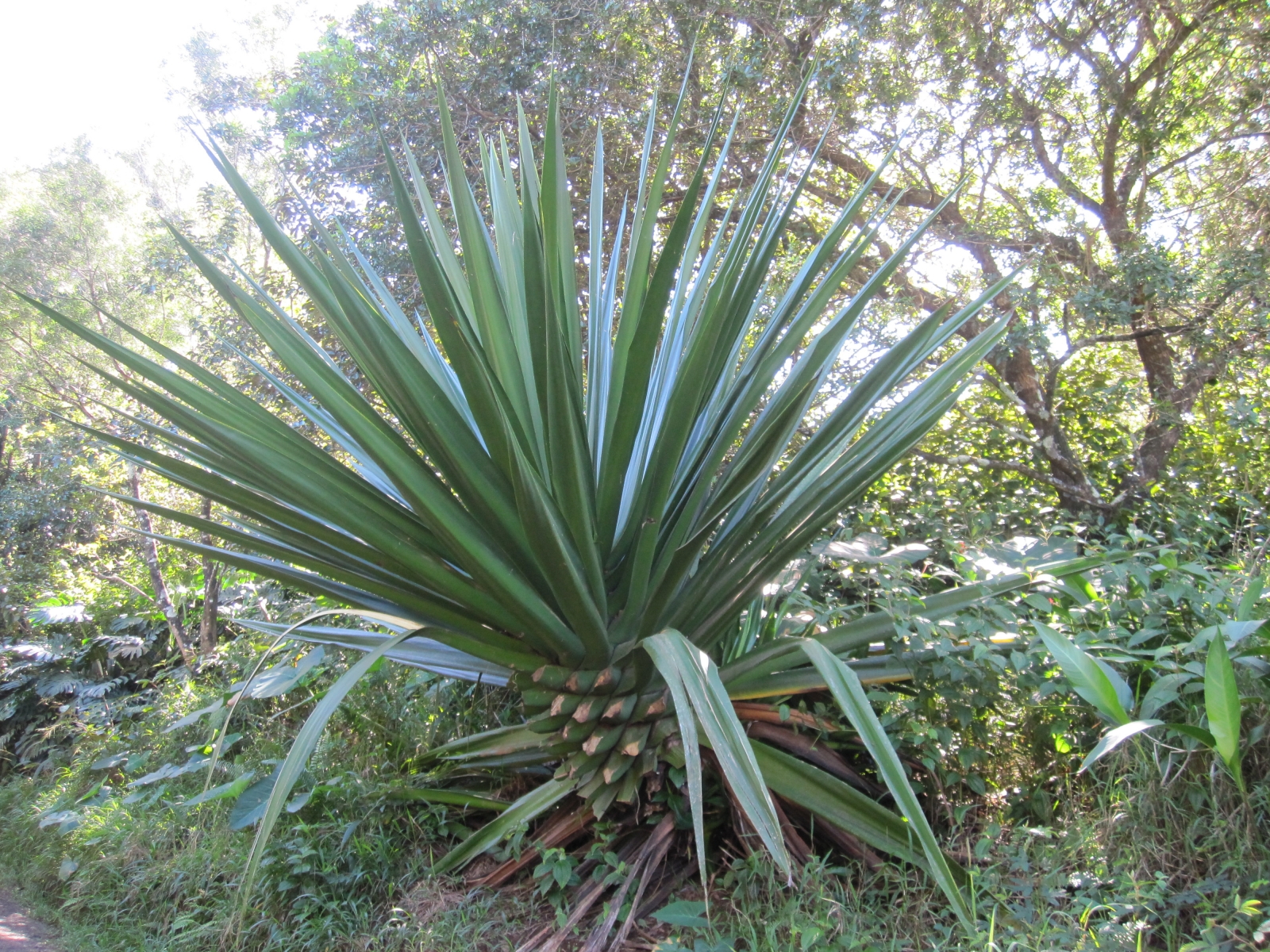 Maui_12